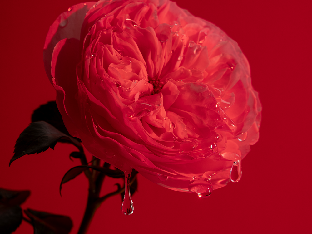Dripping Expressive Rose
